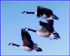 Learning from Geese